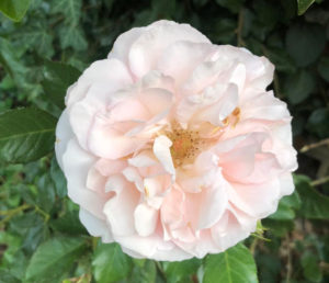 Adele Searll Rose
