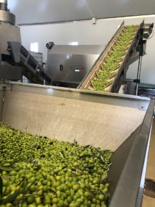 Olives olives and more olives