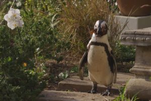 Penguin Town - Netflix stars