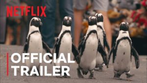 penguin town video cover